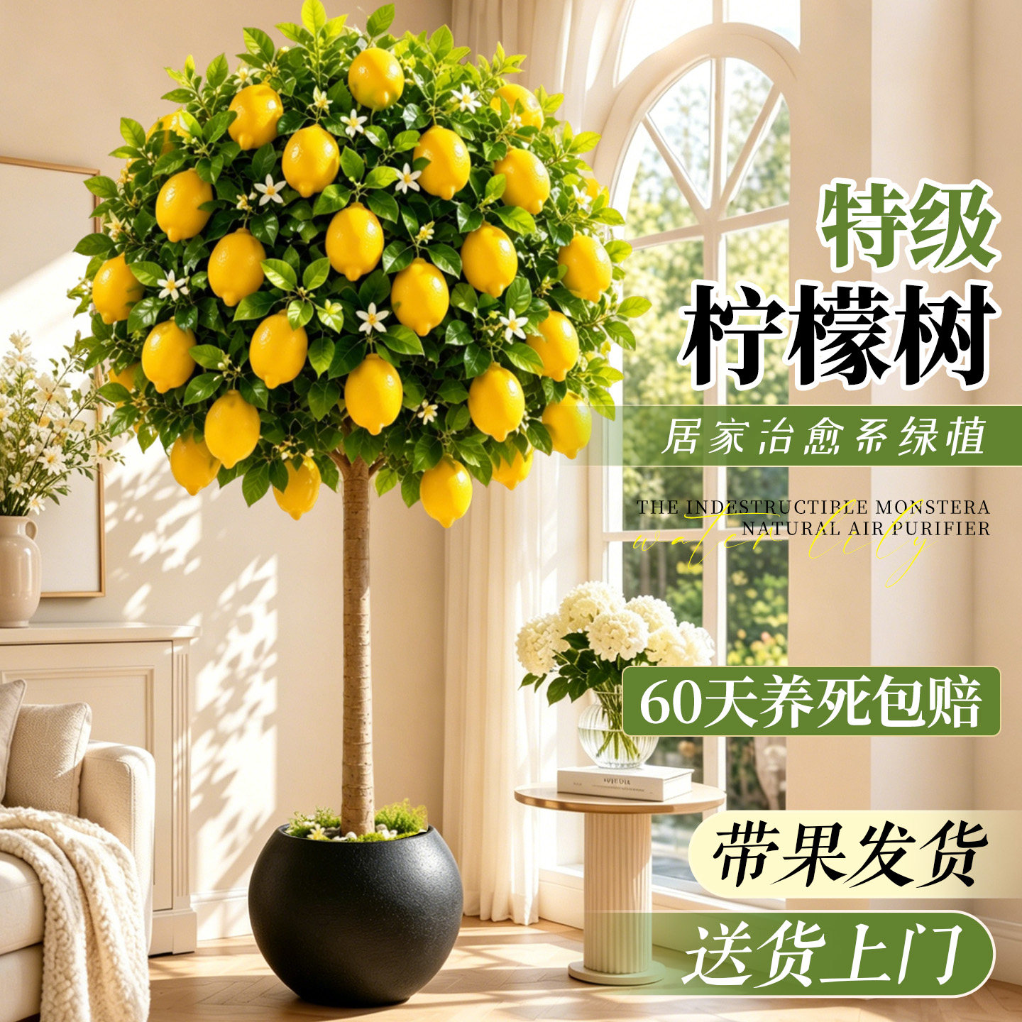 【全网热销10w+】香水柠檬树盆栽图片