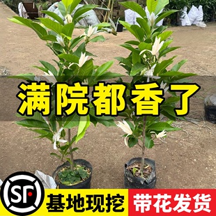 开花卉绿植物 白兰花玉兰花树苗带花苞矮化老桩盆栽紫黄角大树四季