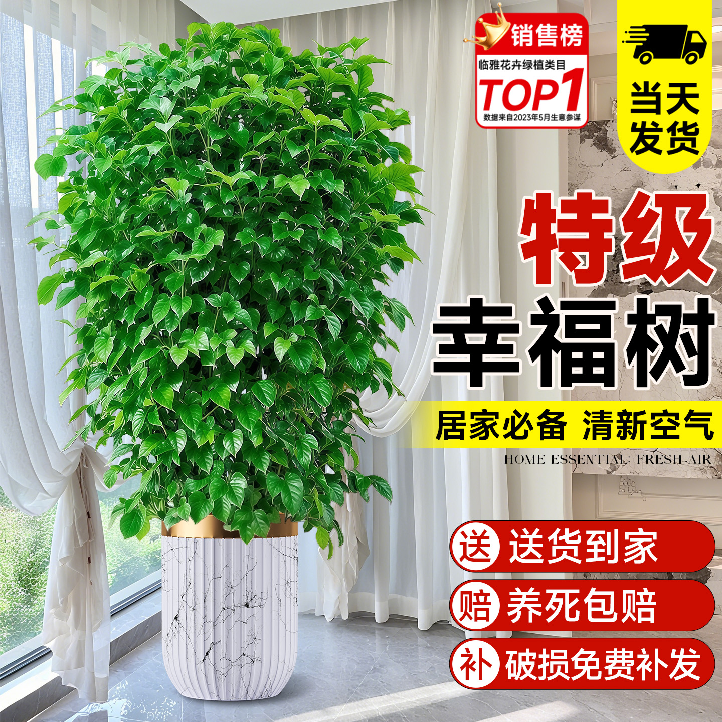 幸福树客厅盆栽大型绿植