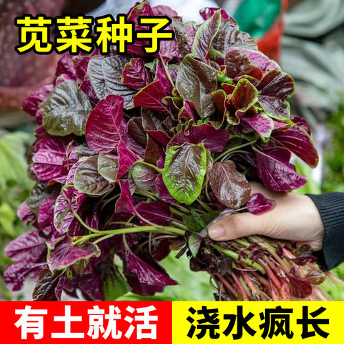 苋菜种籽5天发芽3周开吃浇水疯长