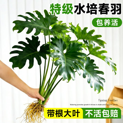 5A特级水培春羽四季常青好养易活