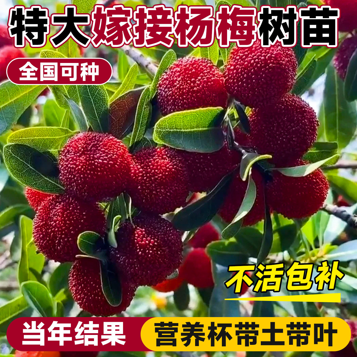 特大东魁杨梅树树苗四季南北方种植地栽嫁接正宗黑炭果树当年结果