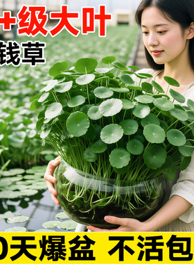 大叶铜钱草水培植物精品水养绿植室内外水生金钱草盆栽四季好养活