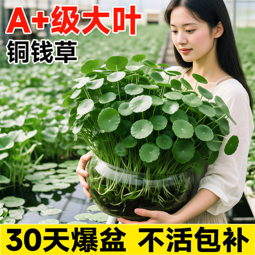 【精选大叶】水培铜钱草
