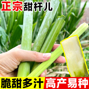 播种 甜杆种子甜高粱杆种籽高梁北方小甘蔗苗种新鲜水果蔬菜四季