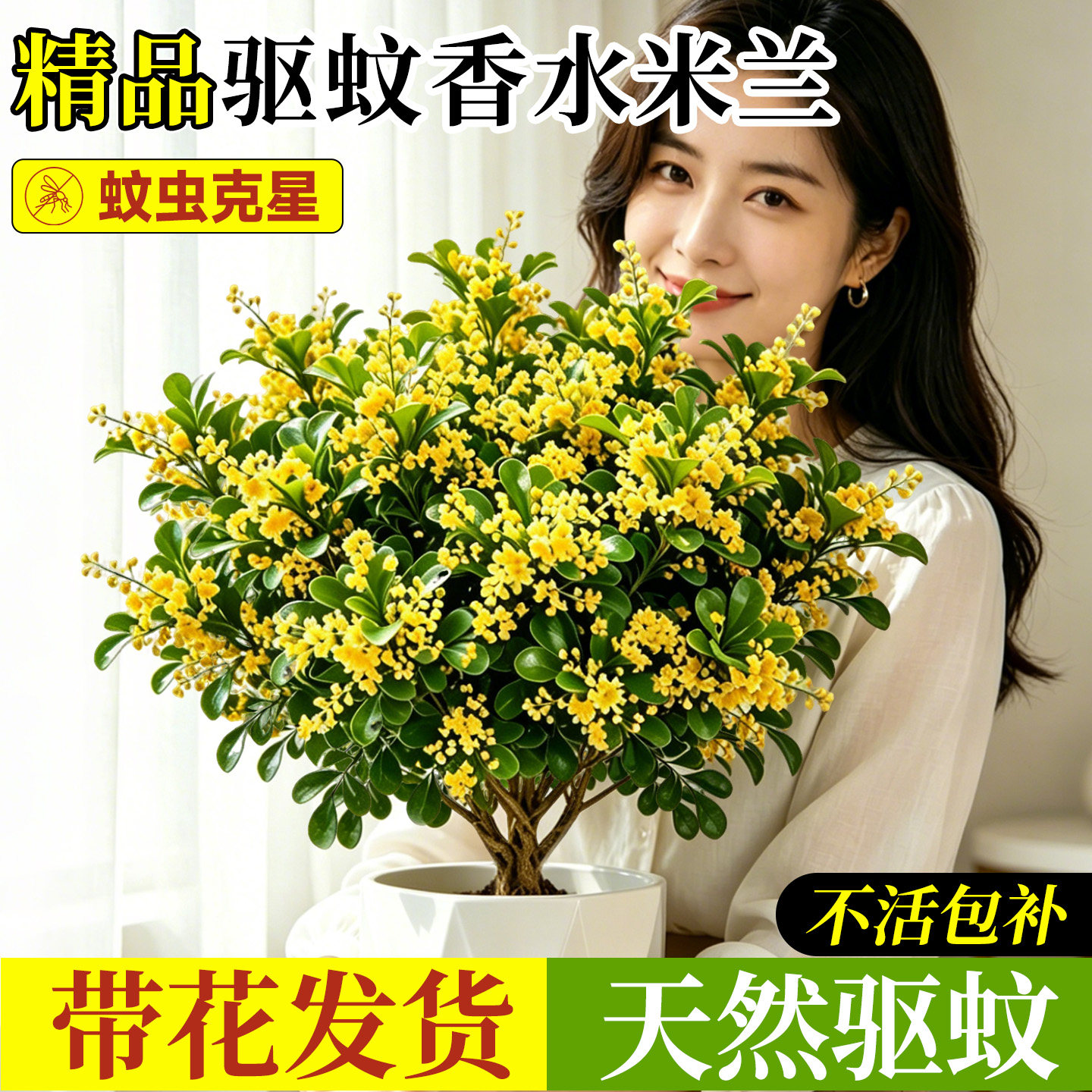 【5A特级】浓香香水米兰驱蚊驱虫图片