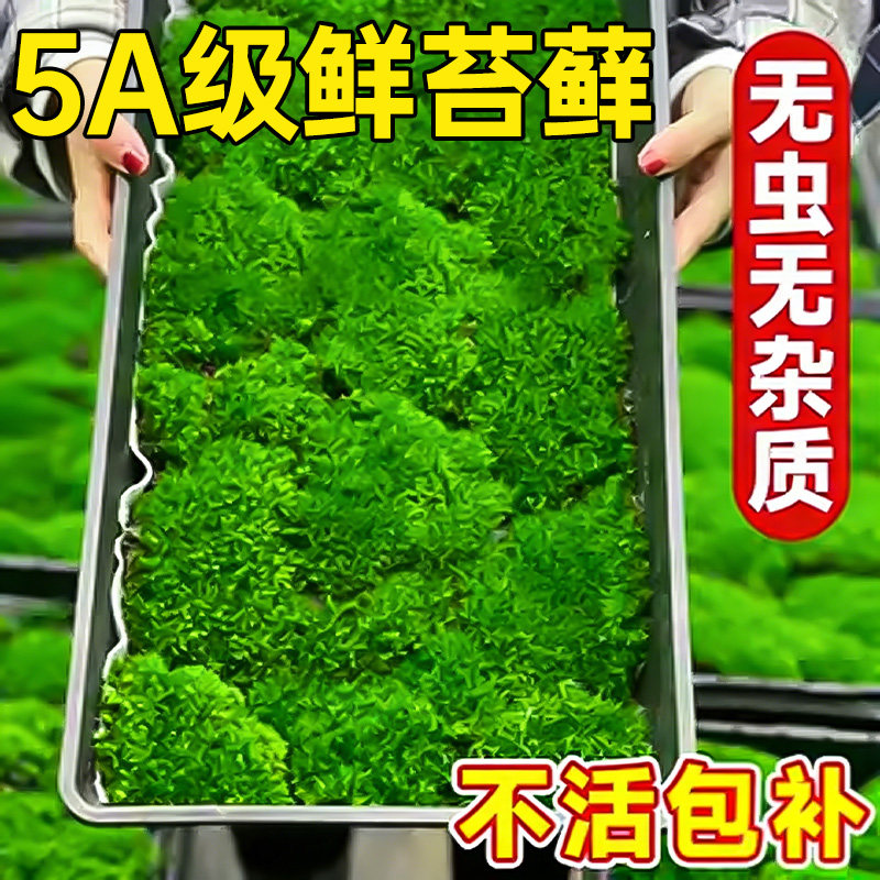 青苔藓鲜活微景观绿植盆景桌面假山造景材料永生白发短绒植物盆栽
