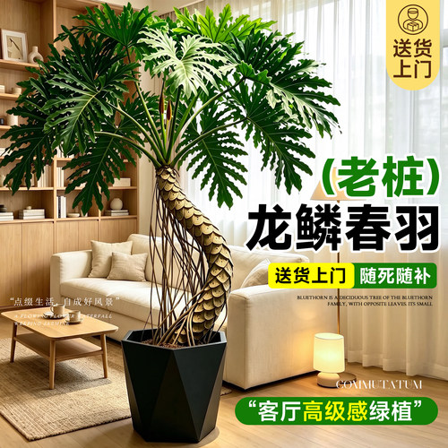 送货上门龙鳞春羽老桩大型绿植