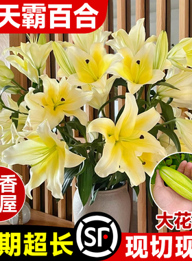 黄天霸百合花鲜花黄色香水百合多头云南基地直发家用插瓶水养花卉