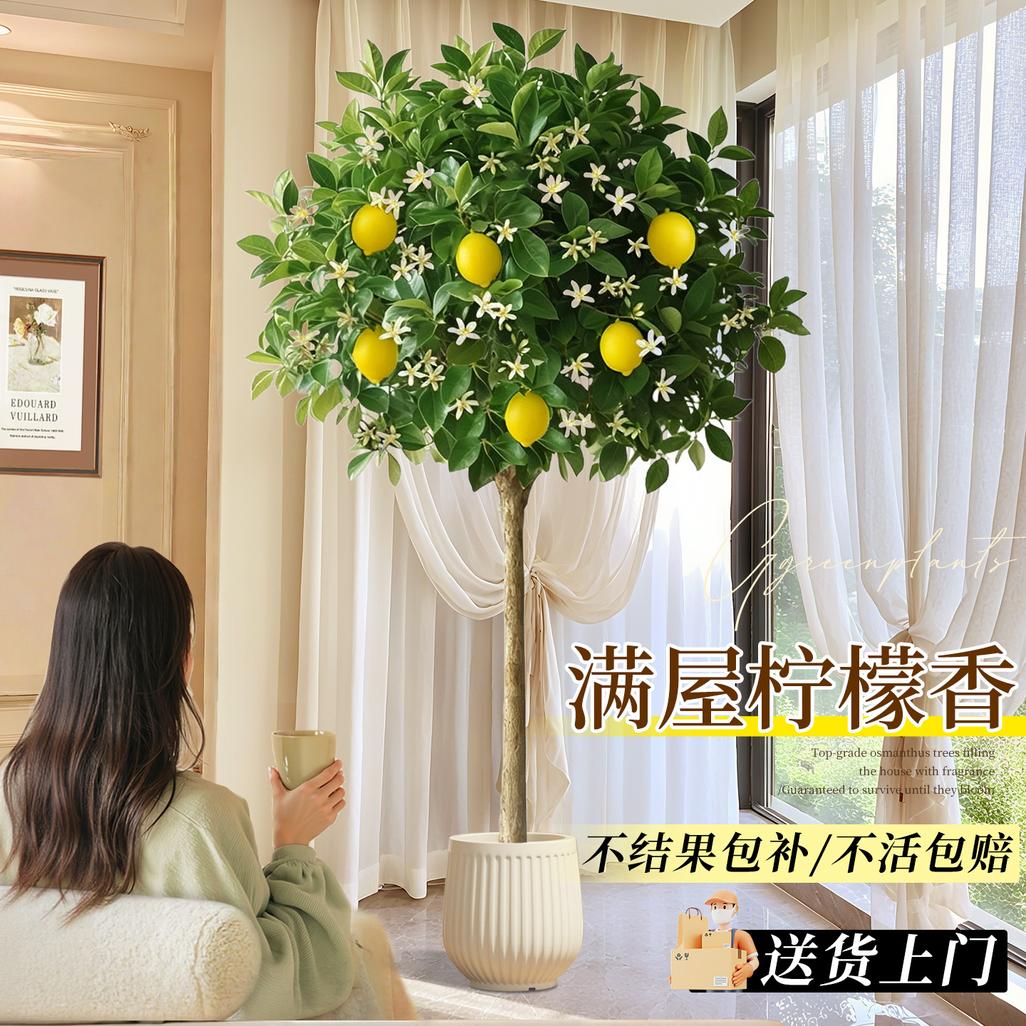 香水柠檬树带果可食用旺宅绿植