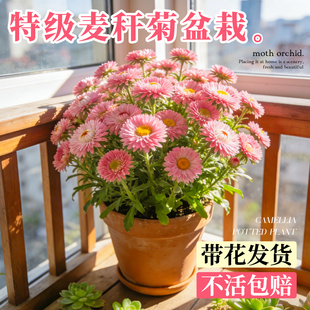 麦秆菊盆栽适合懒人养的花卉耐寒绿植室内四季好养易活的植物开花