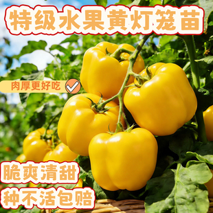 黄灯笼甜椒彩椒苗盆栽特大高产辣椒苗灯笼椒秧苗蔬菜苗高产四季