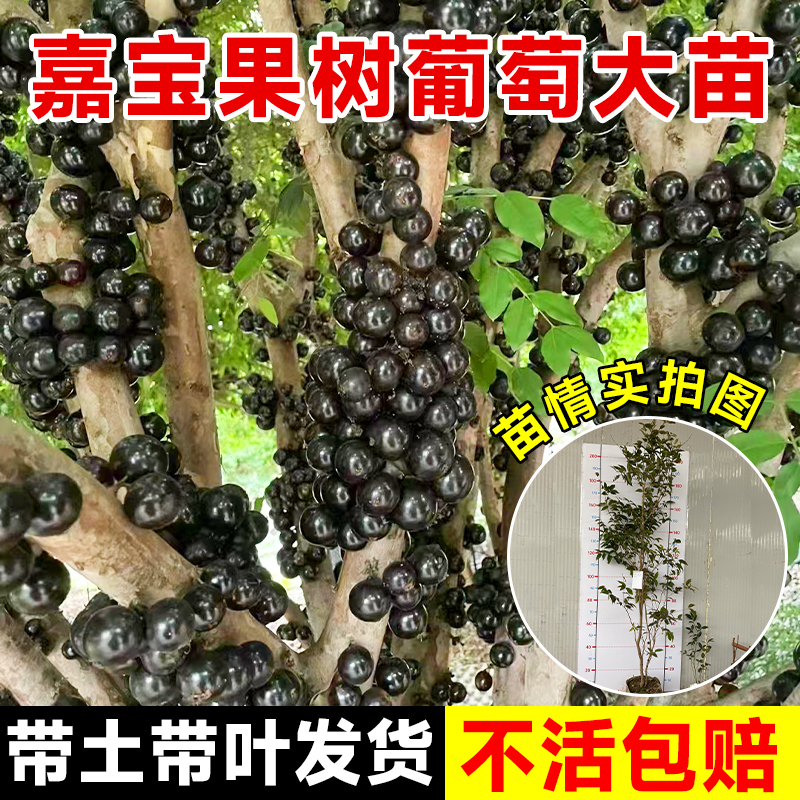 树葡萄特大苗产量超高全家吃不完