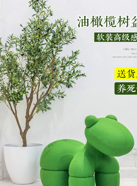 【精品】油橄榄树大盆栽室内绿植