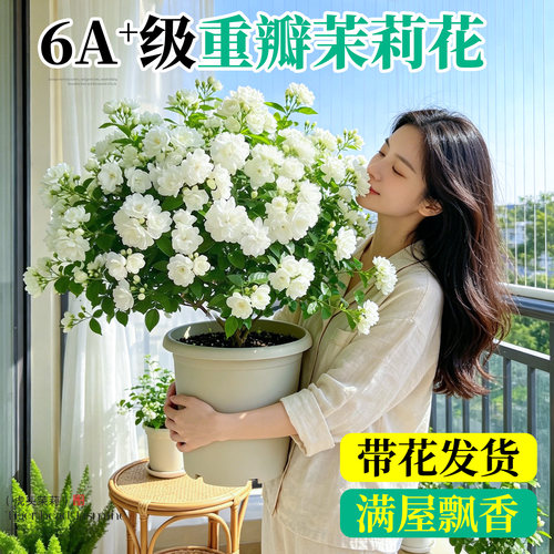 【带花发货】虎头重瓣茉莉花