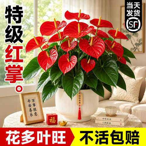【大花大叶】特级红掌盆栽