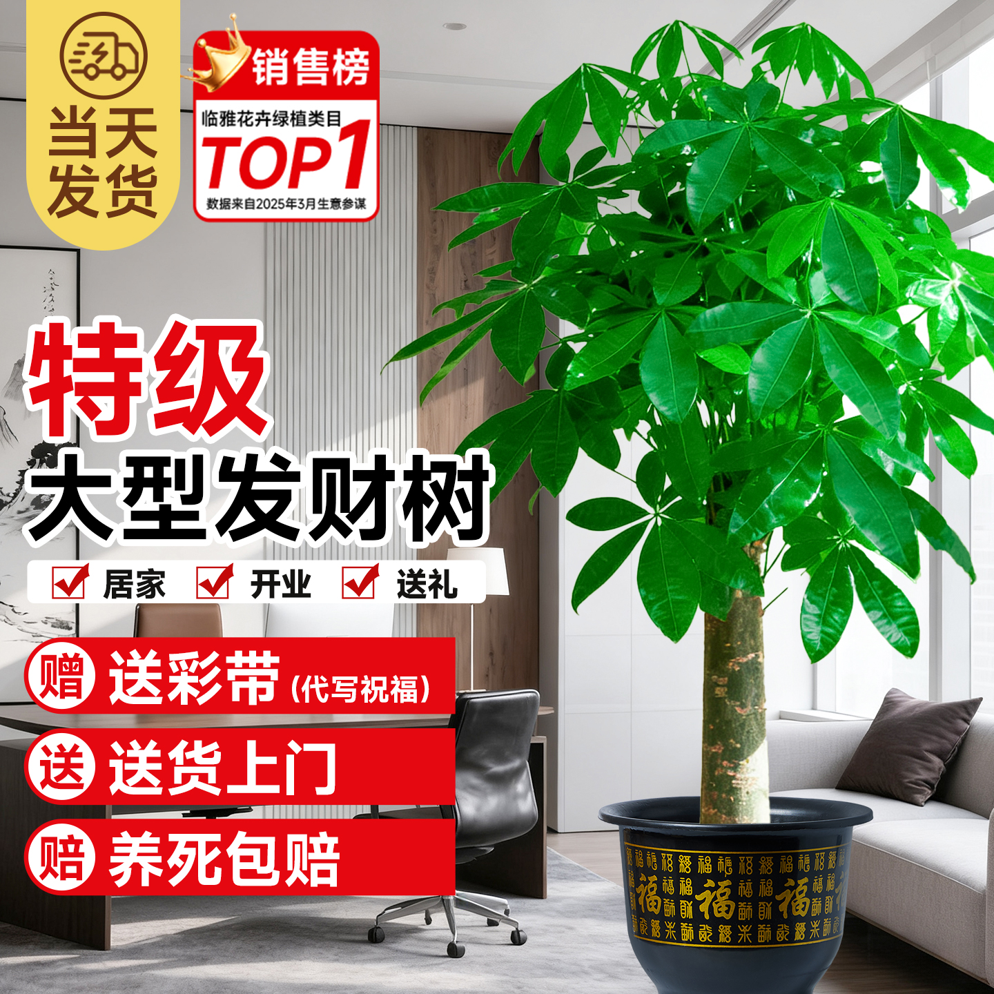 【特级品质】室内客厅大型招财树