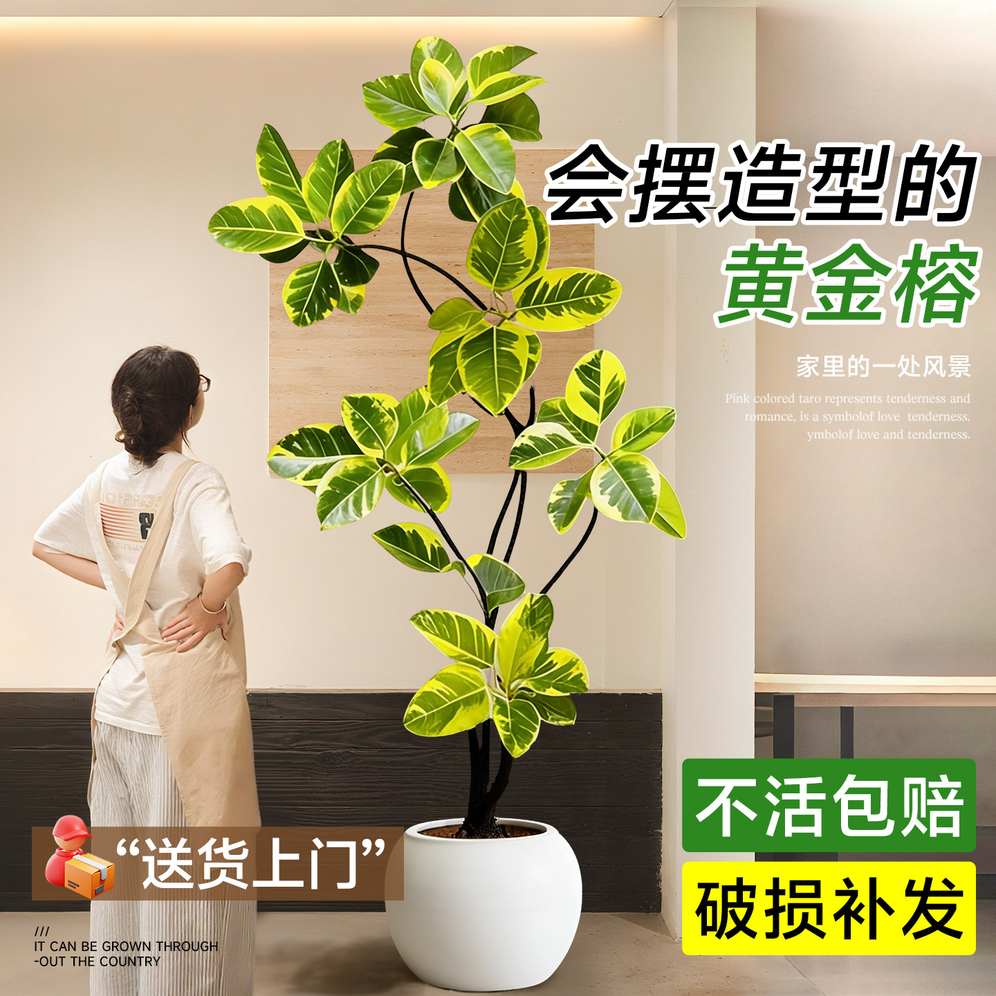 黄金榕盆栽客厅室内好养活老桩树苗高级大气上档次落地大型绿植物,鲜花速递/花卉仿真/绿植园艺,大型绿植/成品组合盆栽,淘宝优惠券,粉丝福利购,淘宝优惠卷