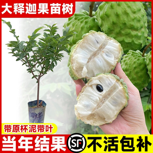 凤梨释迦果苗树榴莲甜水果盆栽牛奶番荔枝果树南方庭院种植苗四季