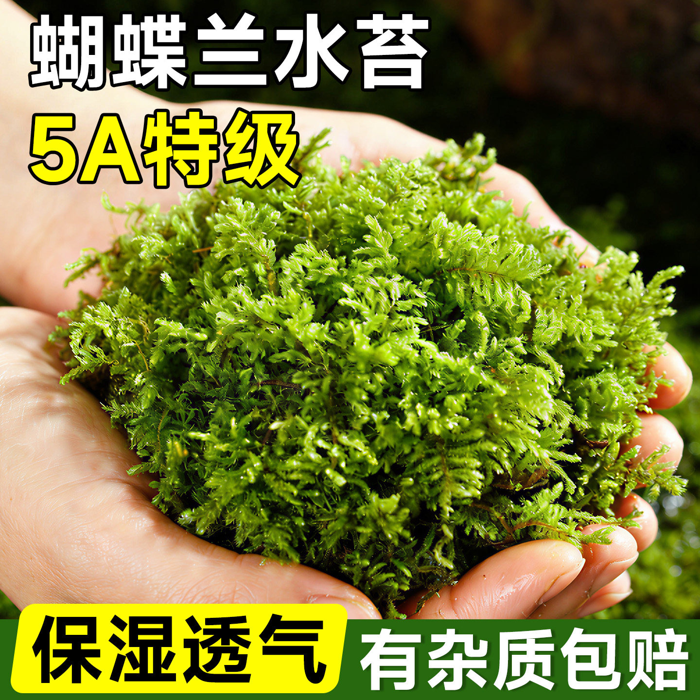 水苔蝴蝶兰专用土精品干苔藓天然无菌青苔兰花石斛植物种植营养土