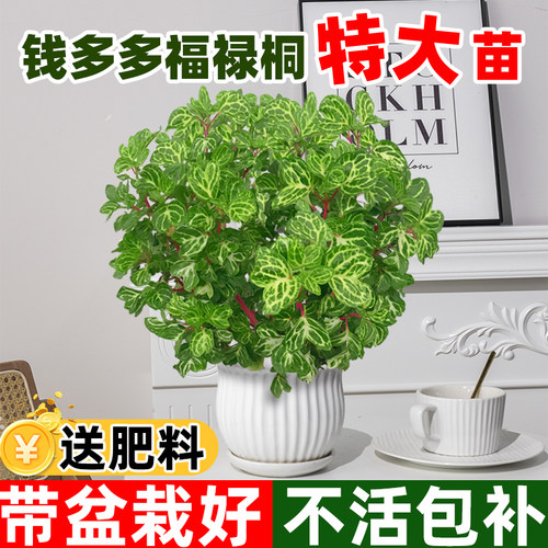 【钱多多大苗】带盆栽好不活包补