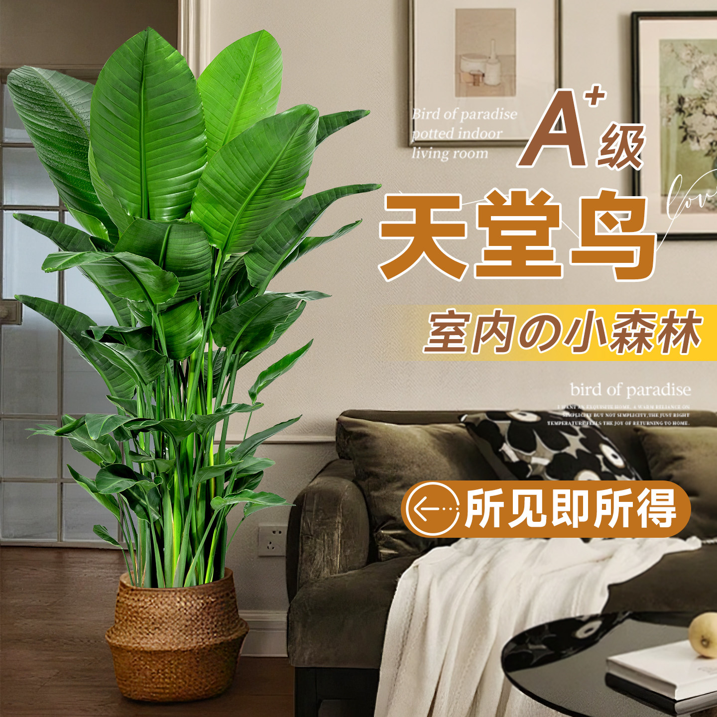 【室内高级感绿植】天堂鸟大盆栽图片