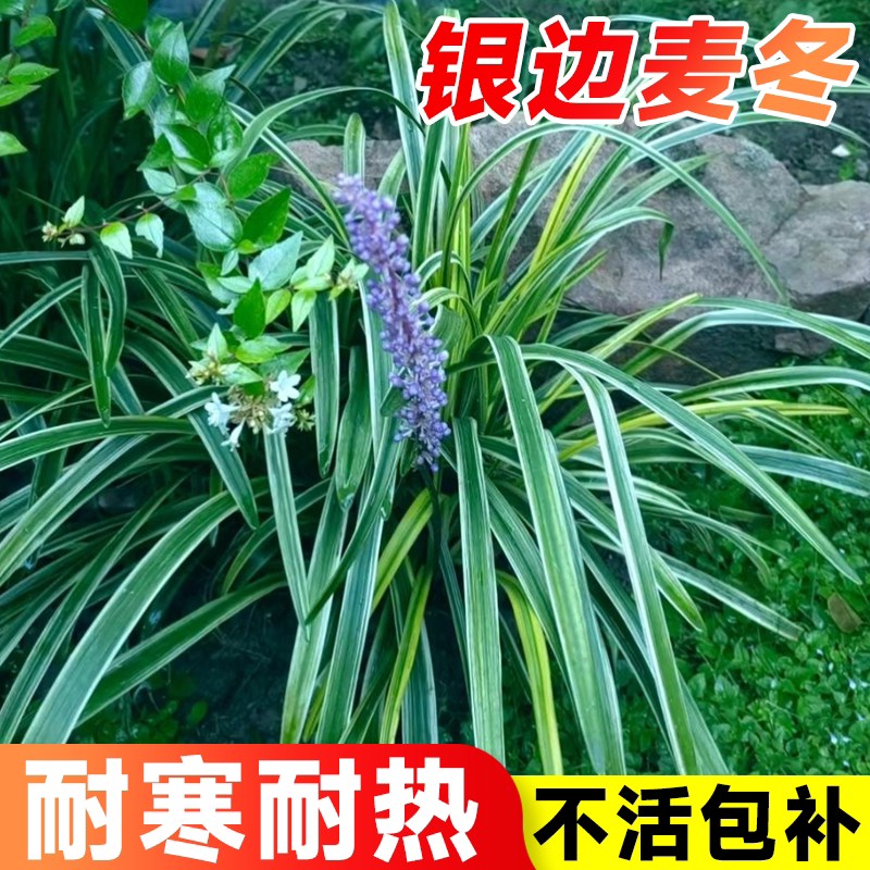 银边麦冬盆栽四季好养花镜绿植图片