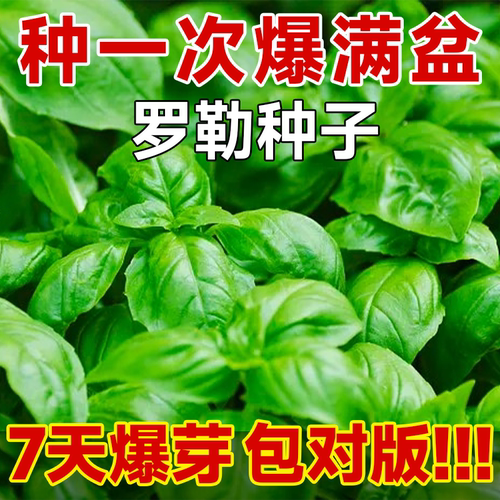 【精品】大叶罗勒种四季种包出芽
