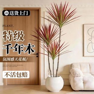 千年木客厅绿植高级感室内大型植物盆栽七彩铁办公室龙血树好养活