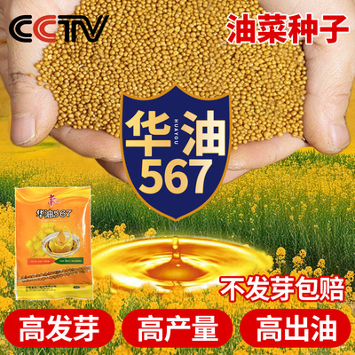 【正品华油567】油菜种子包发芽