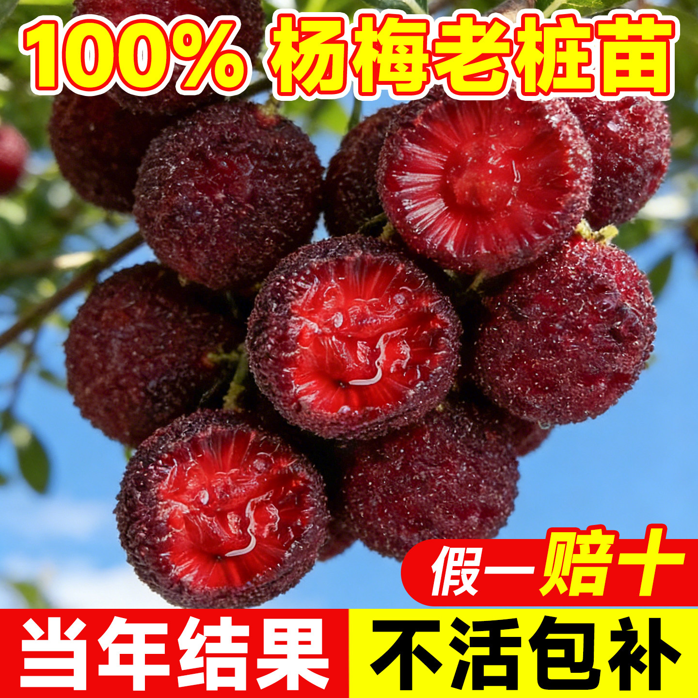 仙居东魁大杨梅当年结果不活包赔图片