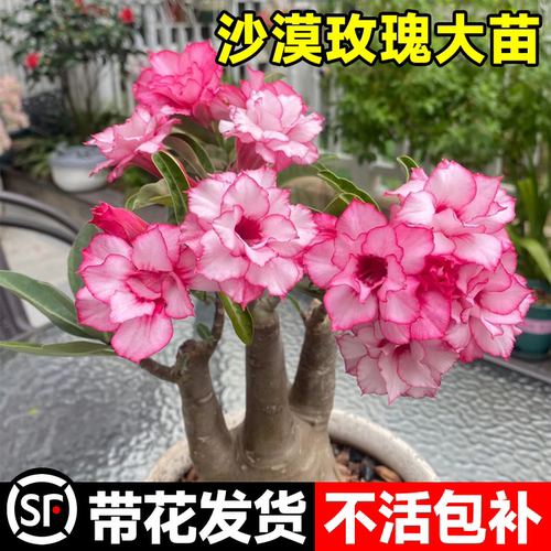 临雅沙漠玫瑰客厅四季开花