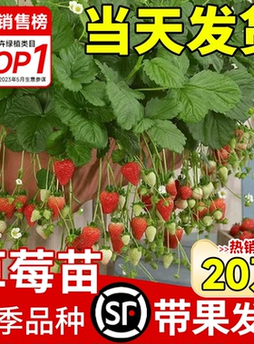 奶油草莓苗盆栽带花带果带土种籽子红颜四季结果阳台种植新苗苗秧