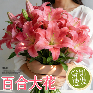 百合花鲜花云南基地直发鲜切花插花家用摆件多头插瓶水养花卉花材