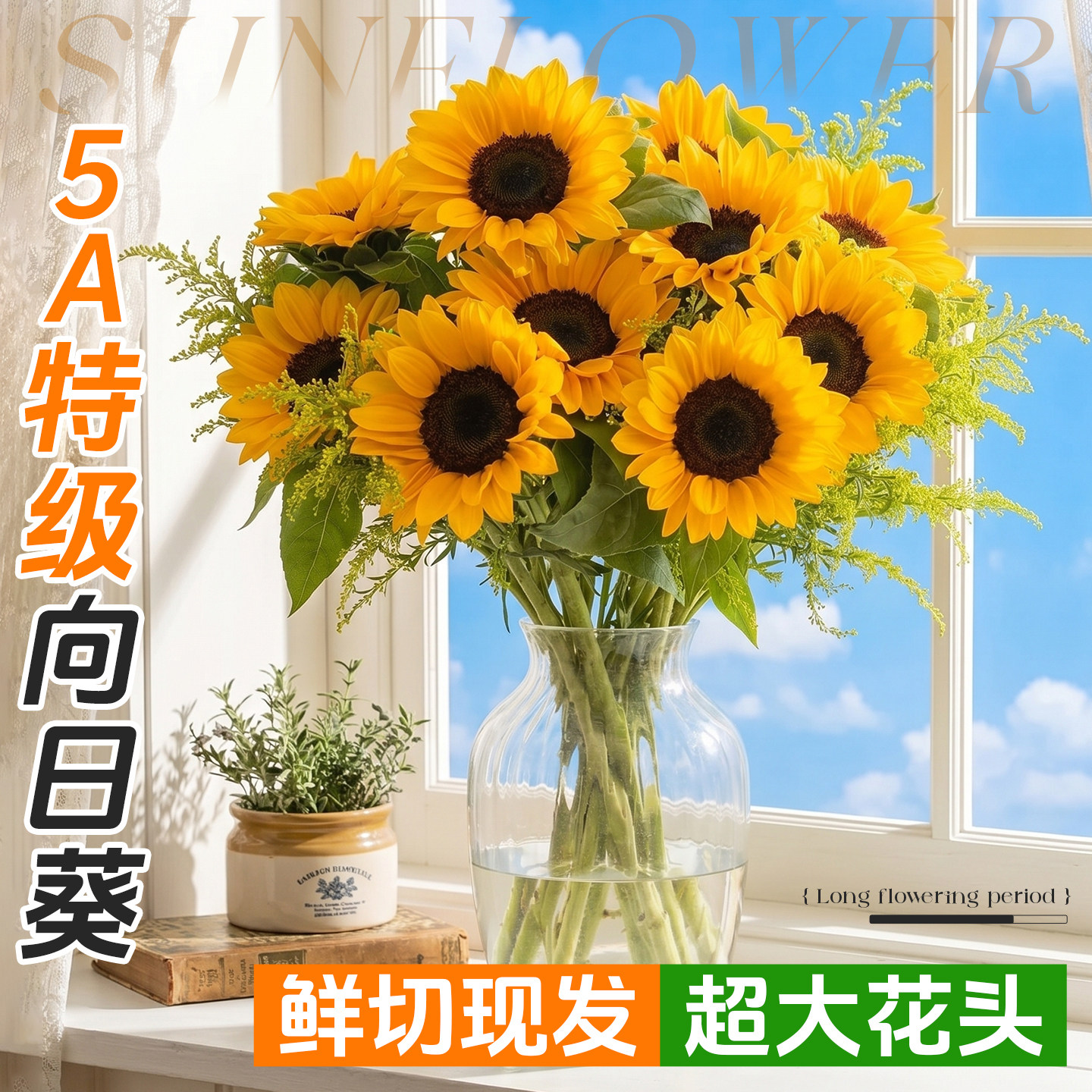 5A特级大头向日葵鲜花超大花盘图片