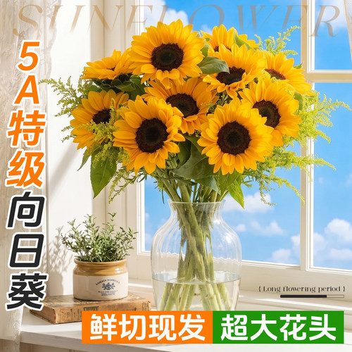 5A特级大头向日葵鲜花超大花盘