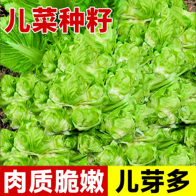 儿菜种籽抱子芥菜秋冬南北方好种