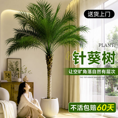 【送货上门】针葵树盆栽大型绿植