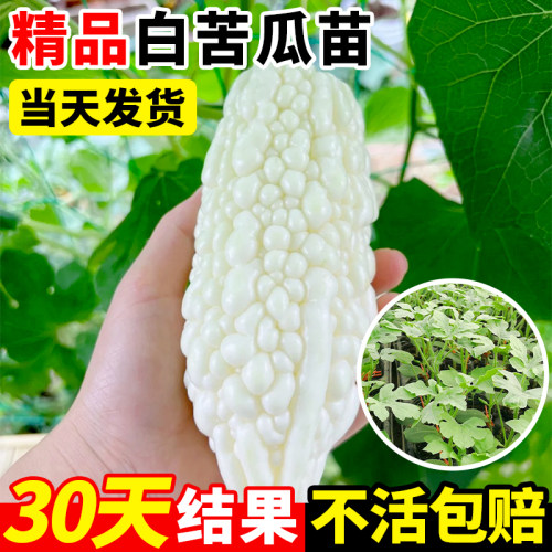 临雅白苦瓜苗抗病高产四季