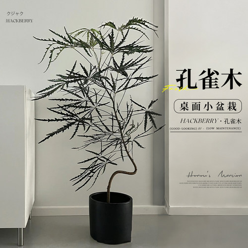 造型孔雀木盆栽室内桌面绿植