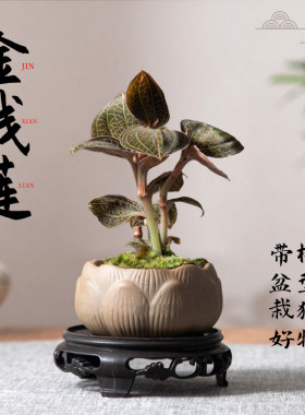 金线莲盆栽桌面禅意绿植盆景植物
