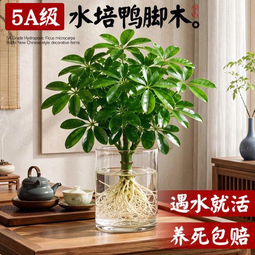 鸭脚木水培绿植遇水就活养死包赔
