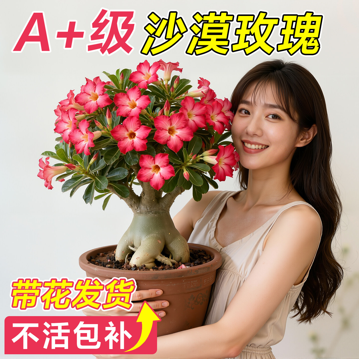 沙漠玫瑰花苗盆栽大花四季种植开花不断室内阳台庭院植物花卉盆景