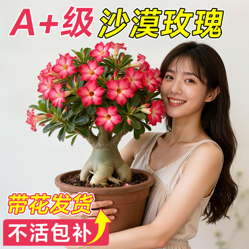 沙漠玫瑰花苗盆栽大花四季种植