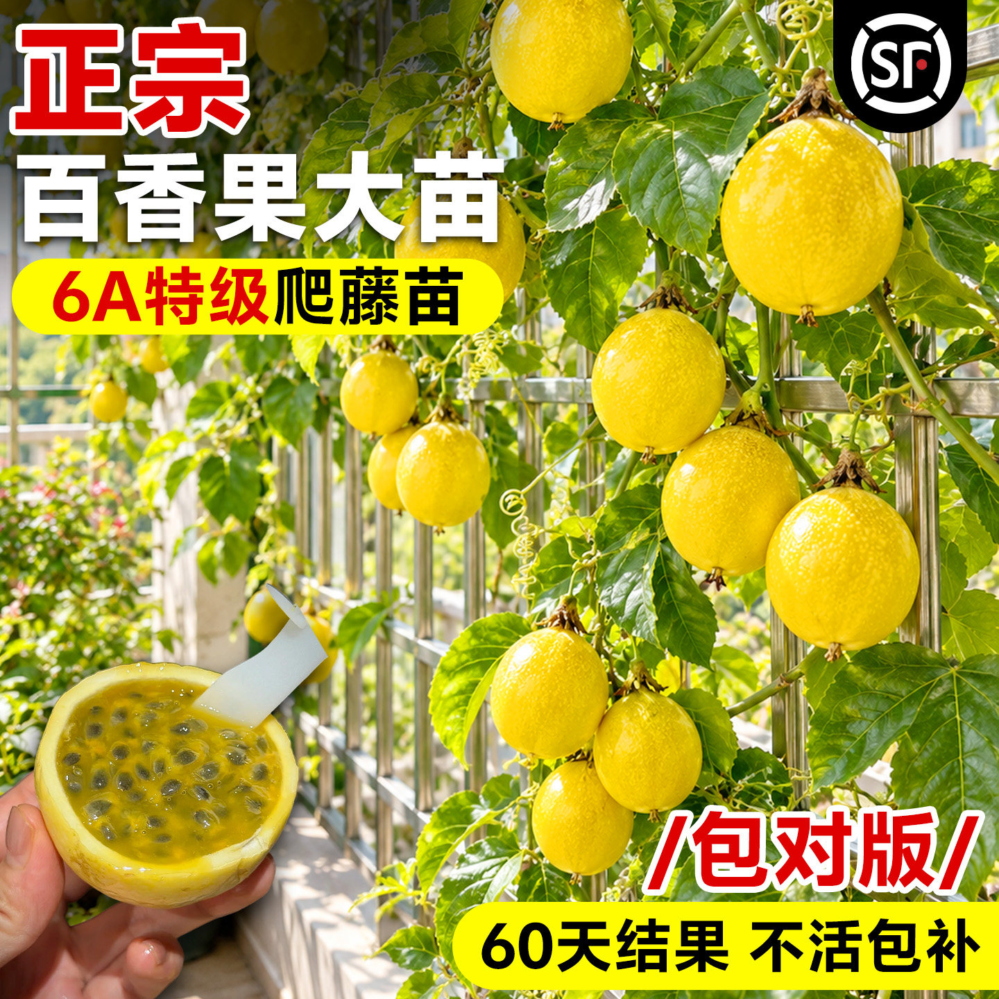 正宗百香果爬藤大苗包对版包养活图片