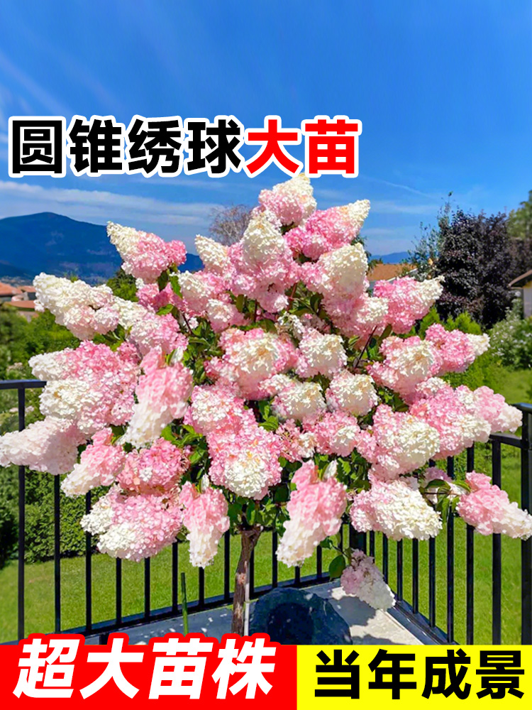 圆锥绣球花苗大苗盆栽香草草莓石灰灯四季木本老桩树苗花卉绿植