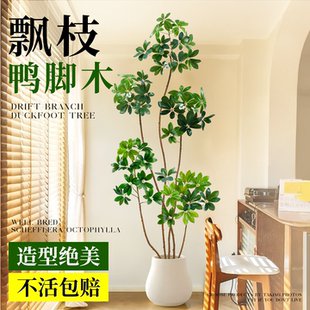 鸭脚木飘枝造型高级感绿植室内办公室客厅大盆栽落地鹅掌柴鸭掌木