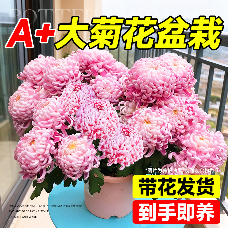 大菊花盆栽菊花拉丝菊室内带花苞