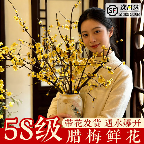 满枝花苞水养腊梅鲜切花客厅摆设