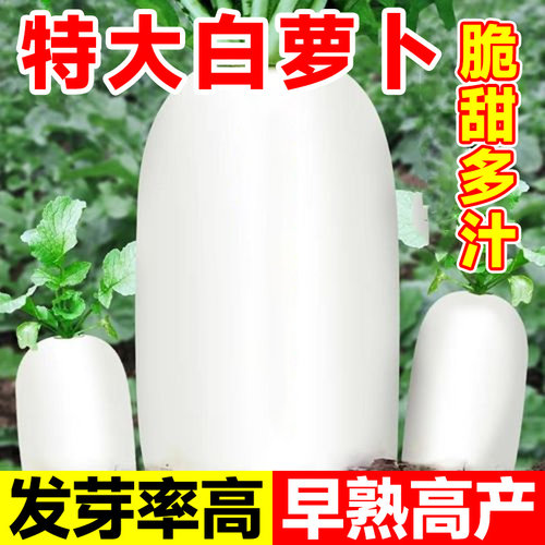 白萝卜种籽皮薄肉脆个头大九斤王